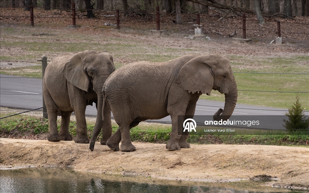 New Jersey'deki vahşi yaşam ve safari parkı yeni sezonda ziyaretçilerini ağırlıyor