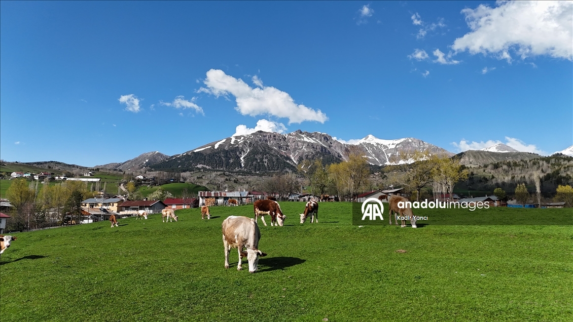 'Sakin şehir' Şavşat’ta ilkbaharla birlikte tabiat canlandı