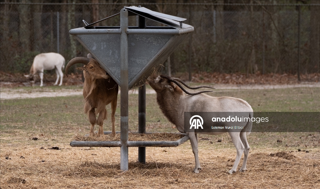 New Jersey'deki vahşi yaşam ve safari parkı yeni sezonda ziyaretçilerini ağırlıyor