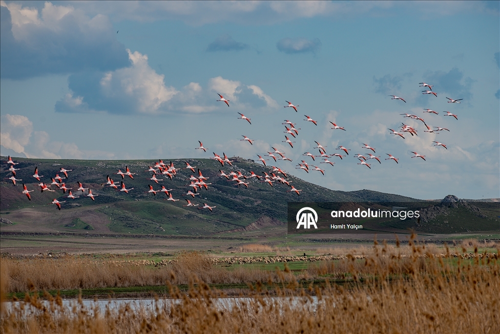 Flamingos fly over Mogan Lake in Turkiye's Ankara