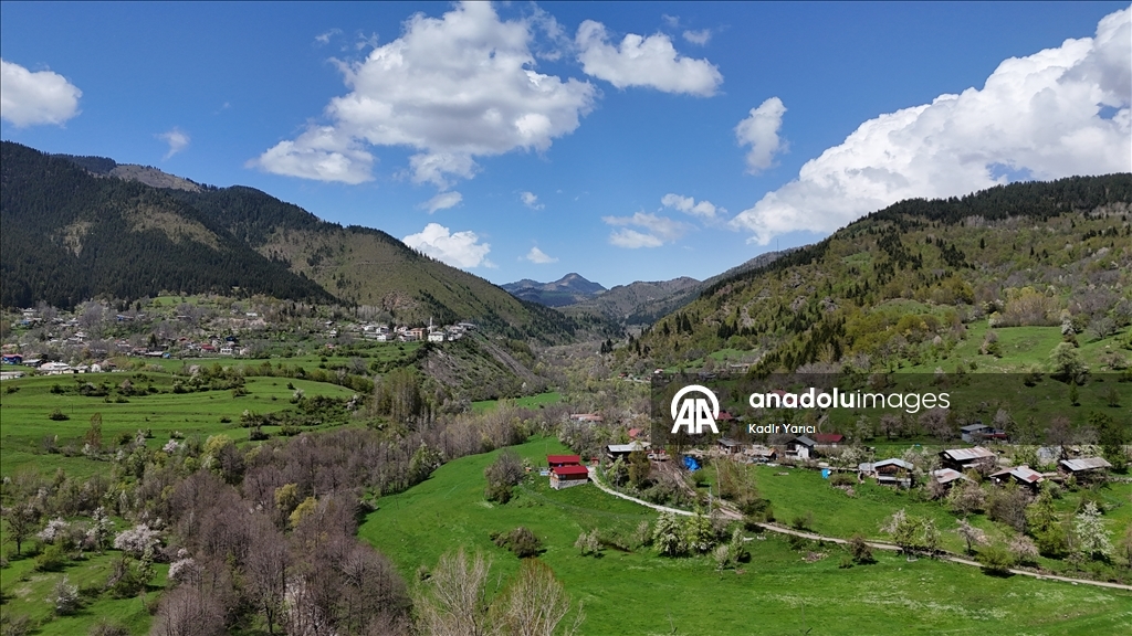 'Sakin şehir' Şavşat’ta ilkbaharla birlikte tabiat canlandı