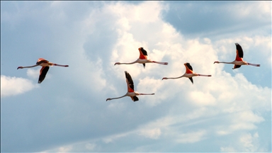 Flamingos fly over Mogan Lake in Türkiye's Ankara