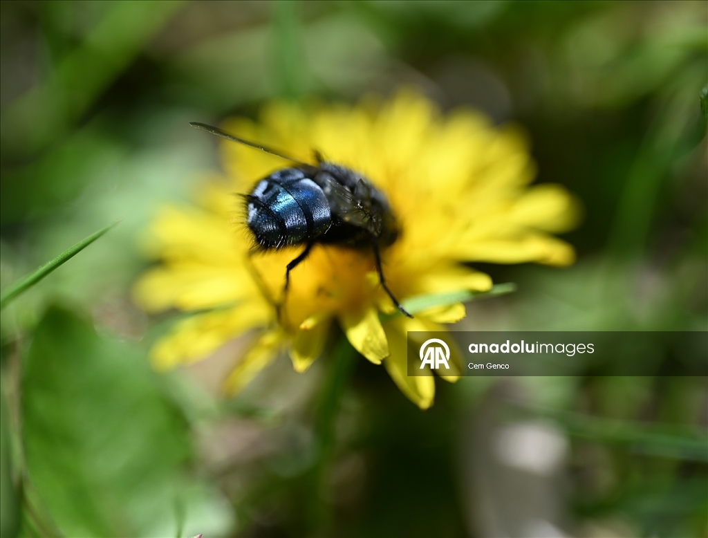 Baharın kendini göstermesiyle doğa canlandı