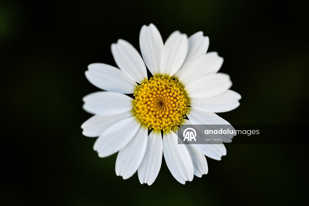 Baharın kendini göstermesiyle doğa canlandı