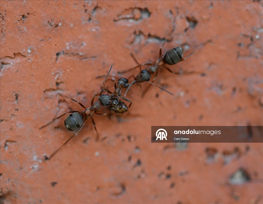 Baharın kendini göstermesiyle doğa canlandı