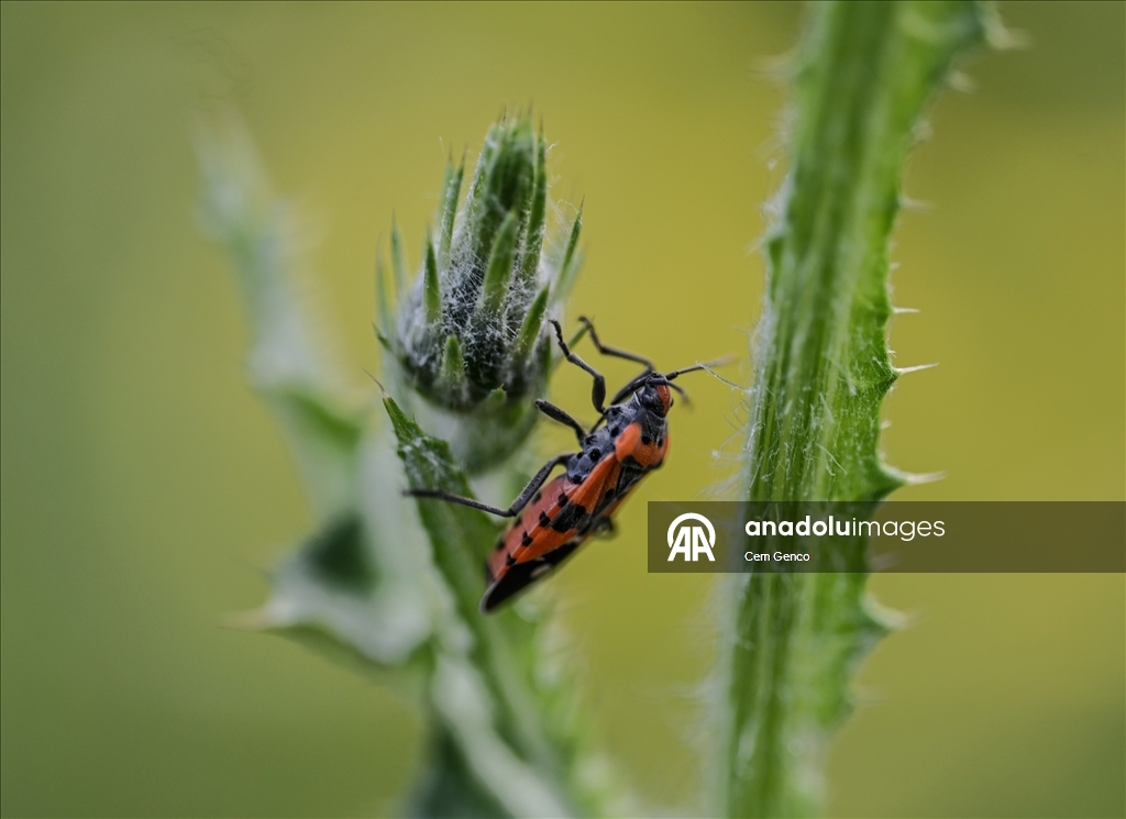 Baharın kendini göstermesiyle doğa canlandı