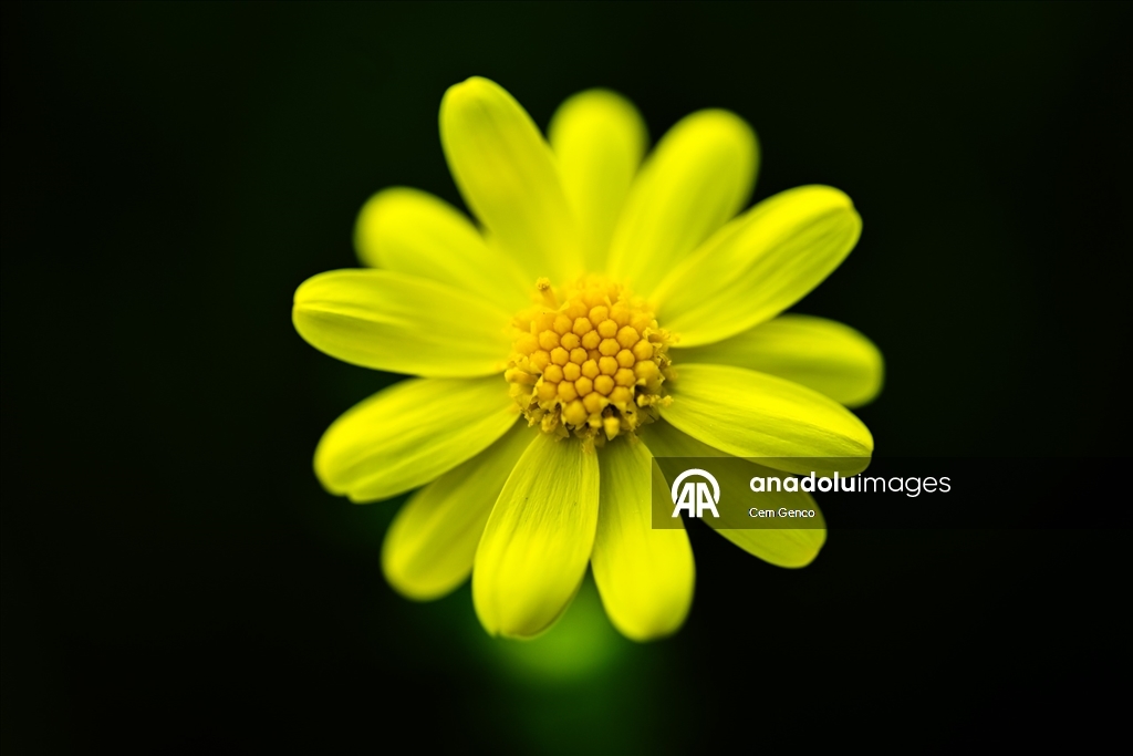 Baharın kendini göstermesiyle doğa canlandı