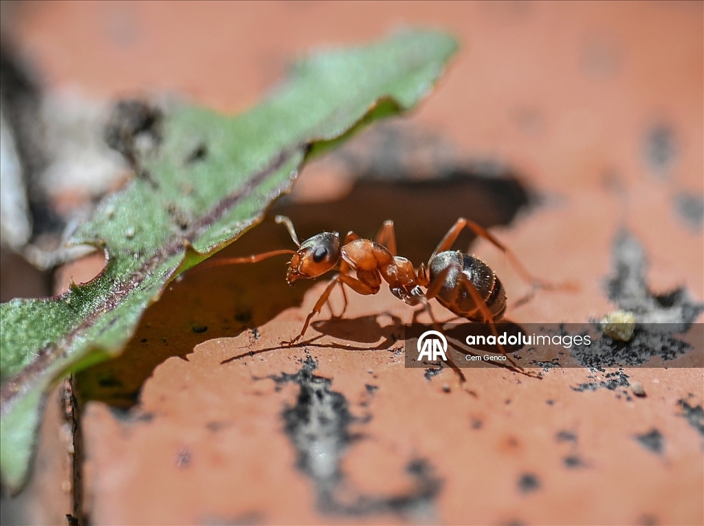 Baharın kendini göstermesiyle doğa canlandı