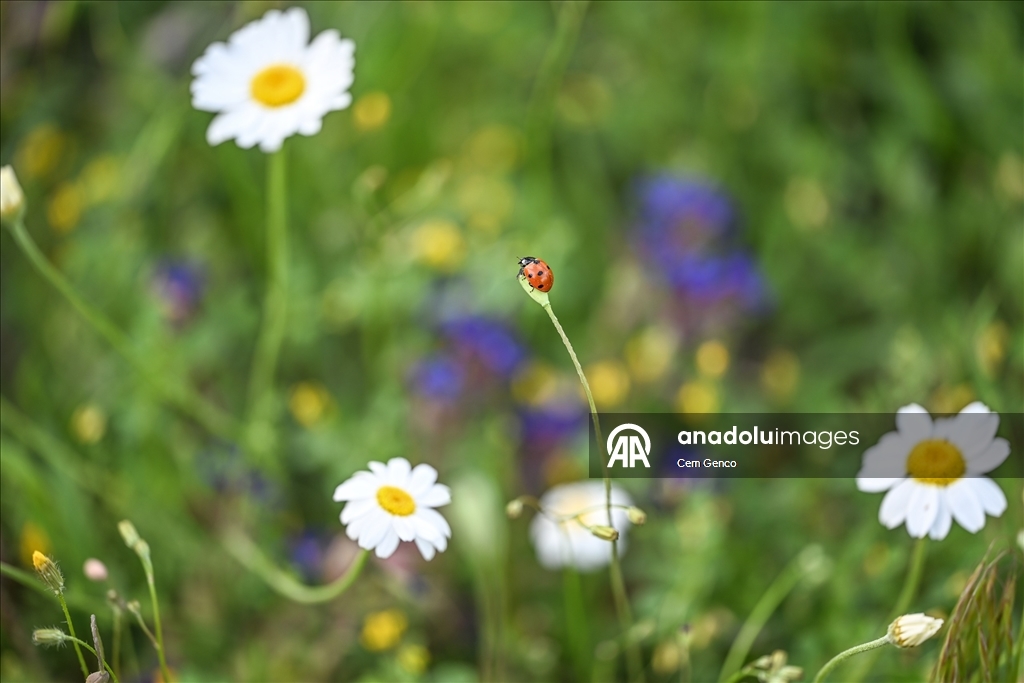 Baharın kendini göstermesiyle doğa canlandı
