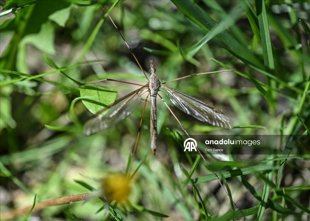 Baharın kendini göstermesiyle doğa canlandı
