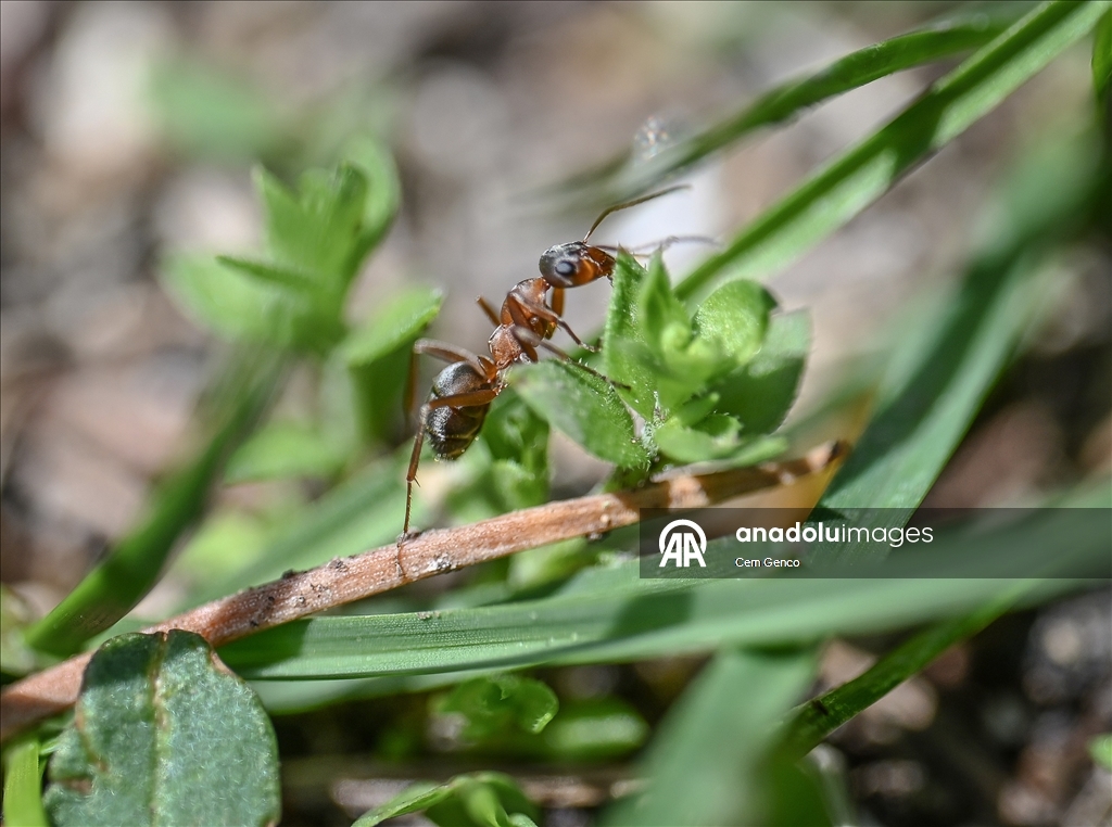 Baharın kendini göstermesiyle doğa canlandı
