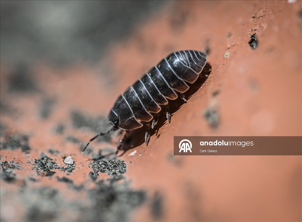 Baharın kendini göstermesiyle doğa canlandı