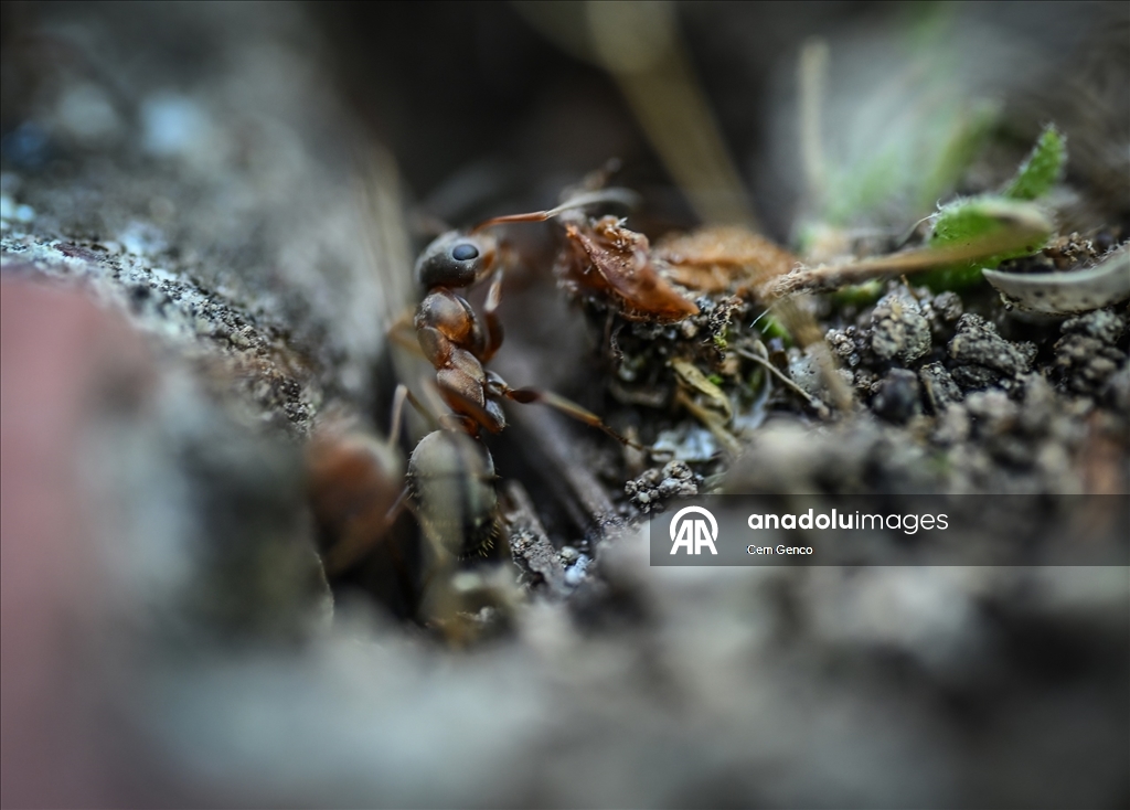 Baharın kendini göstermesiyle doğa canlandı