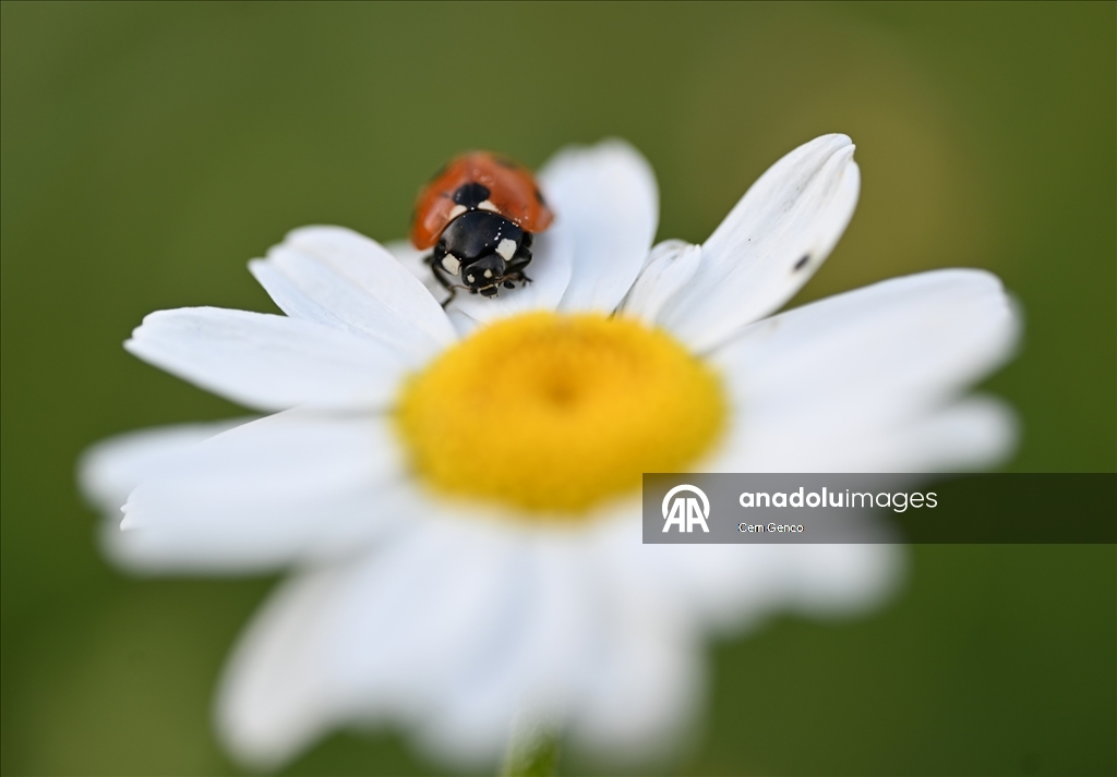 Baharın kendini göstermesiyle doğa canlandı