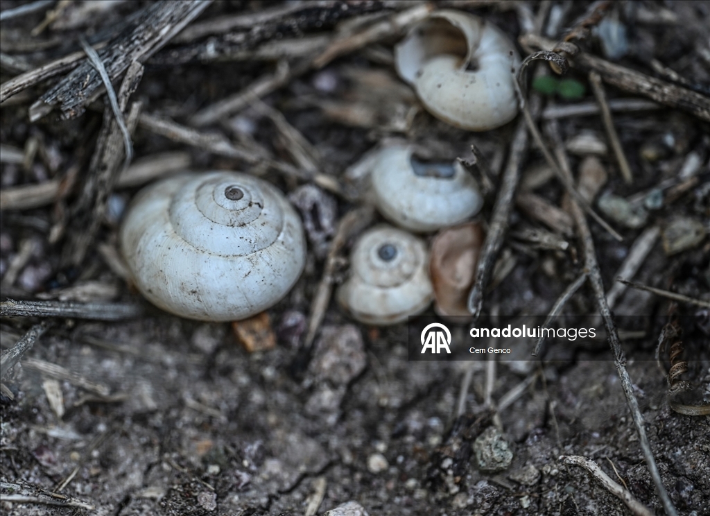 Baharın kendini göstermesiyle doğa canlandı