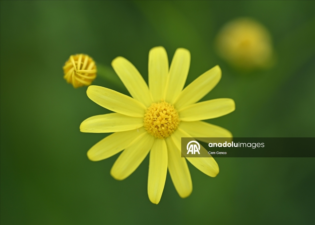 Baharın kendini göstermesiyle doğa canlandı