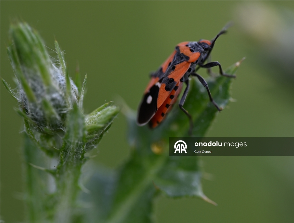 Baharın kendini göstermesiyle doğa canlandı
