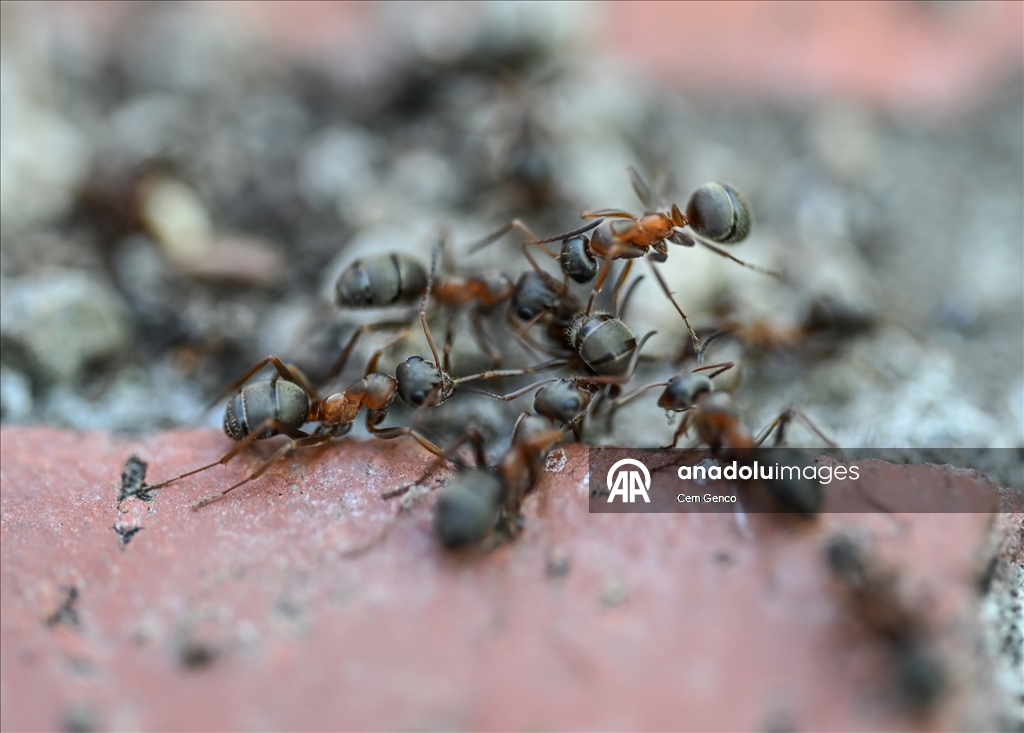 Baharın kendini göstermesiyle doğa canlandı