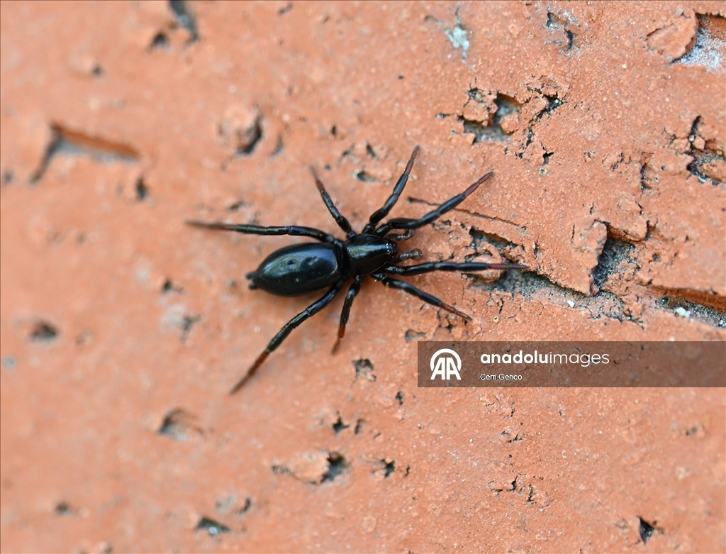 Baharın kendini göstermesiyle doğa canlandı