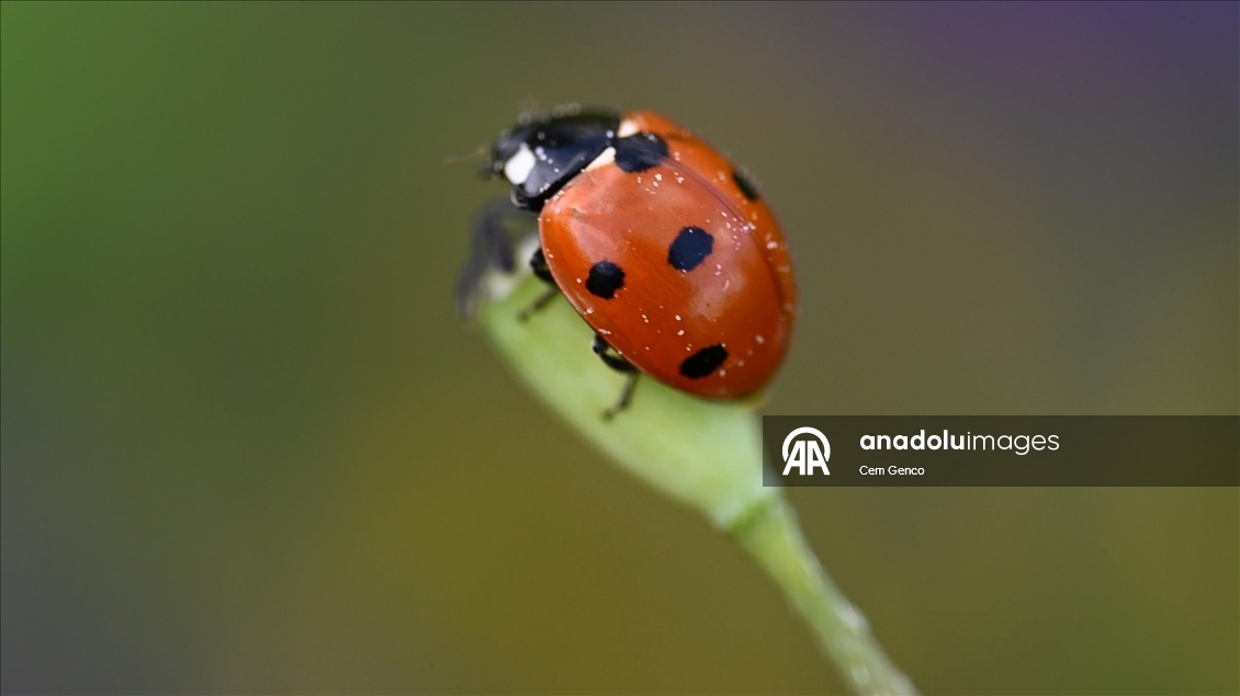 Baharın kendini göstermesiyle doğa canlandı