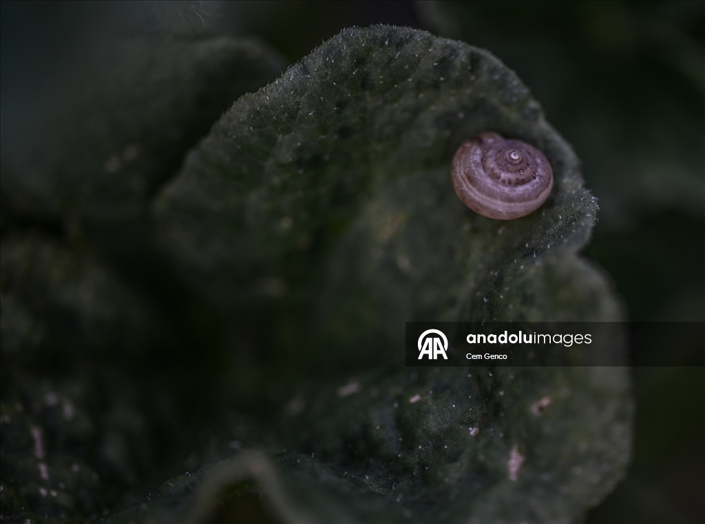 Baharın kendini göstermesiyle doğa canlandı