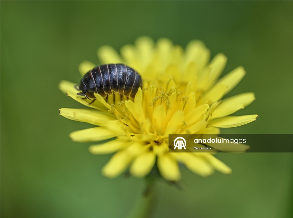 Baharın kendini göstermesiyle doğa canlandı