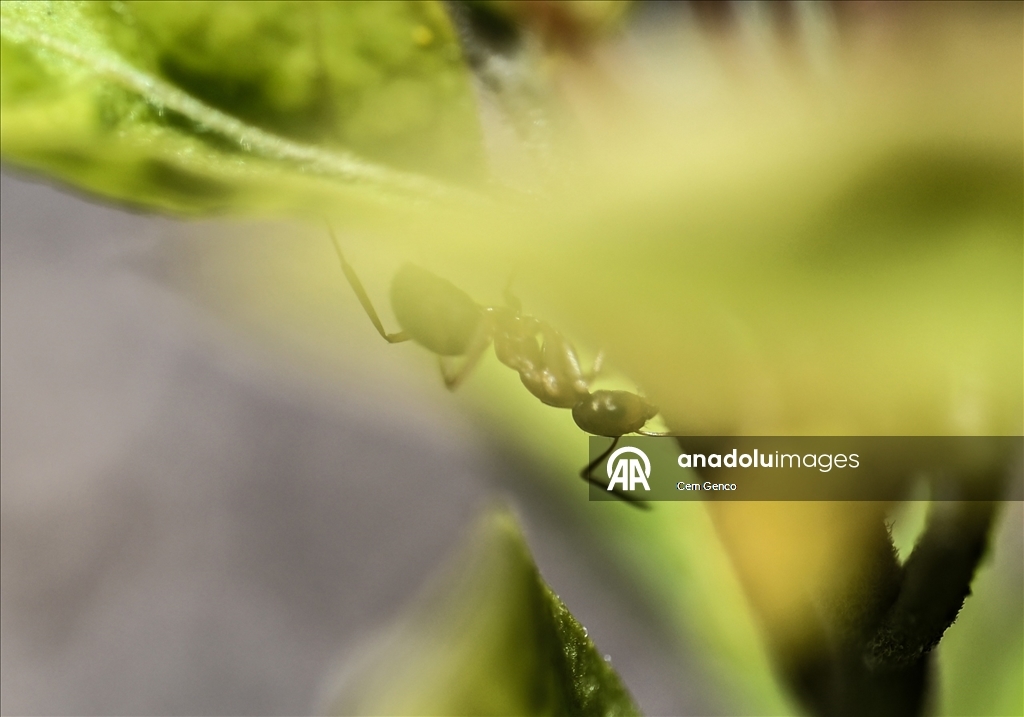 Baharın kendini göstermesiyle doğa canlandı