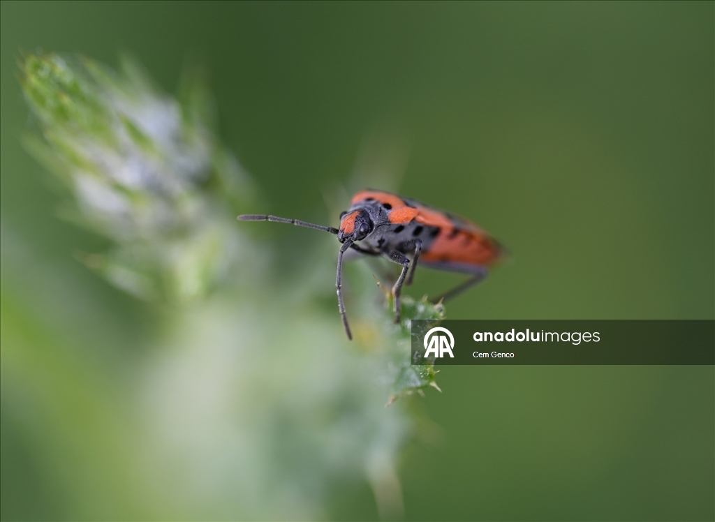 Baharın kendini göstermesiyle doğa canlandı