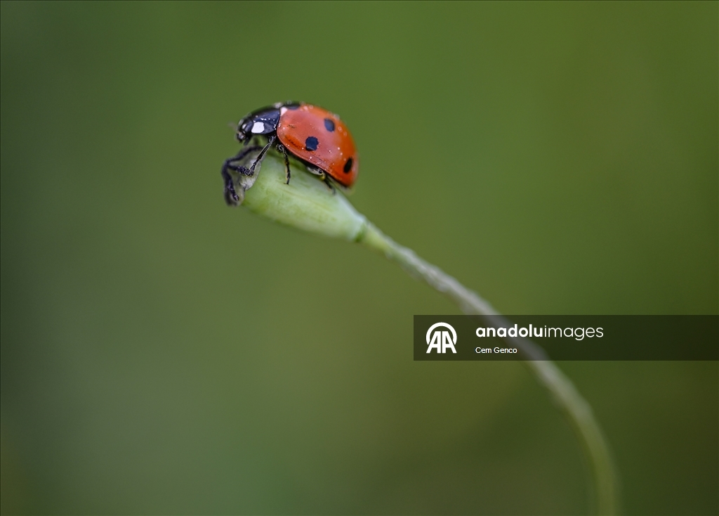 Baharın kendini göstermesiyle doğa canlandı