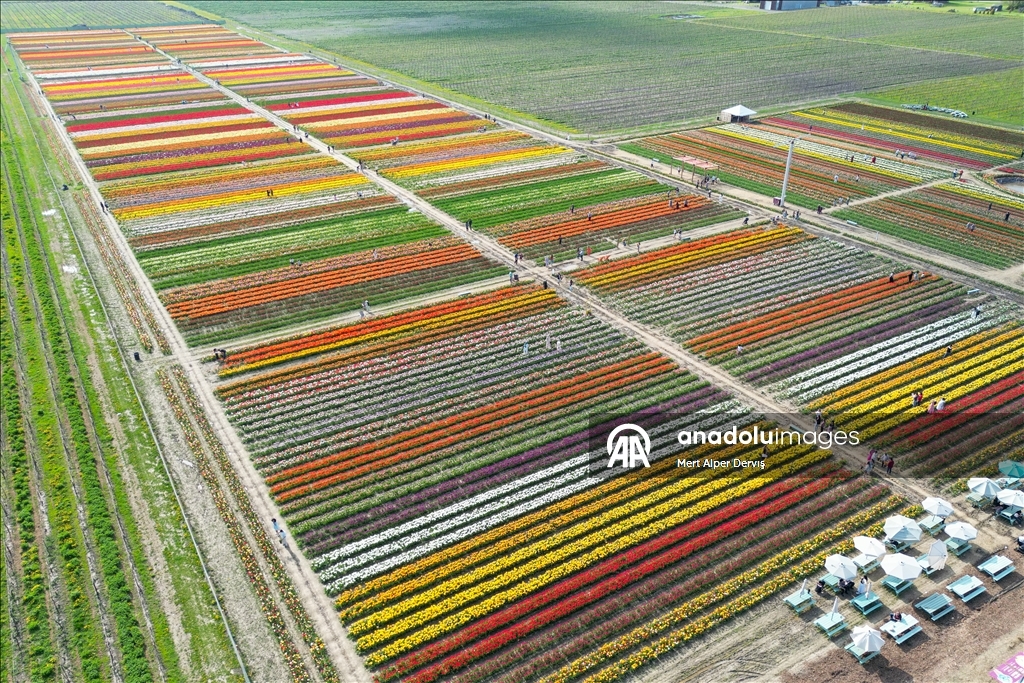Plantaža tulipana u Kanadi