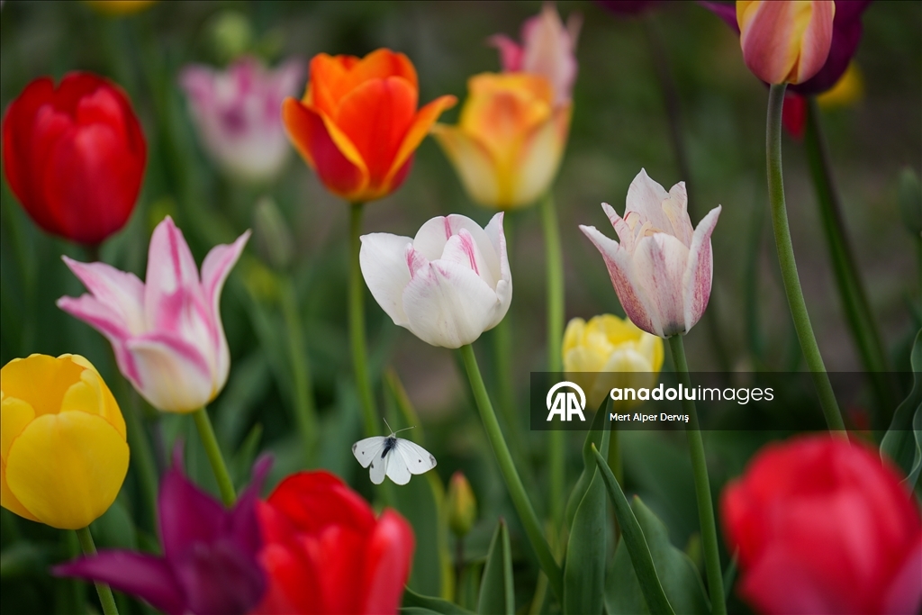 Plantaža tulipana u Kanadi