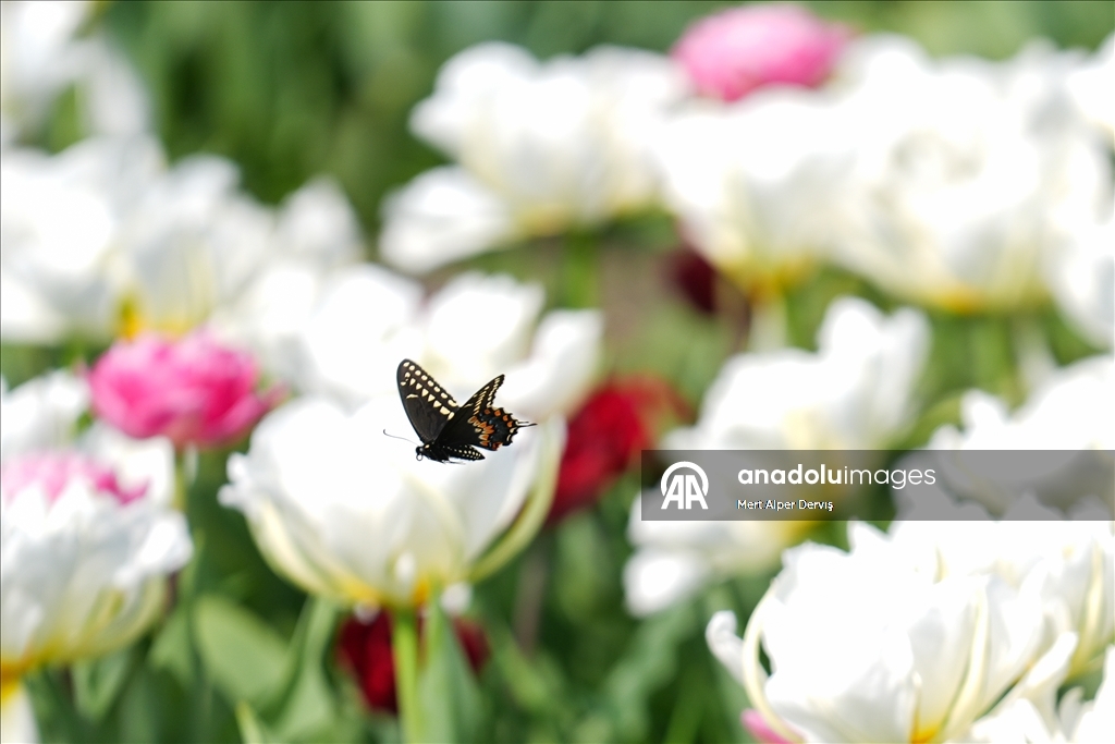 Plantaža tulipana u Kanadi