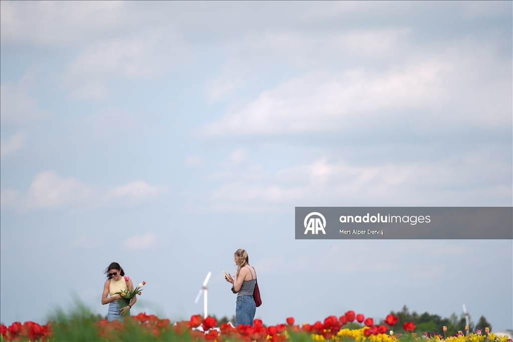 Plantaža tulipana u Kanadi
