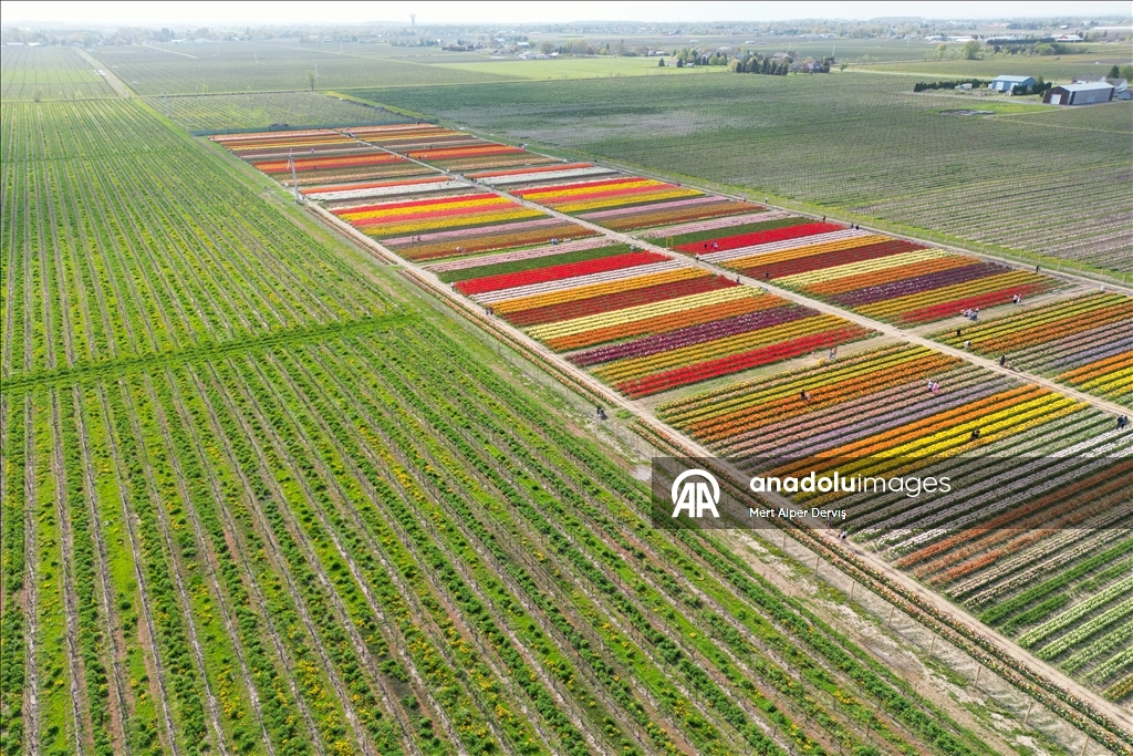 Plantaža tulipana u Kanadi