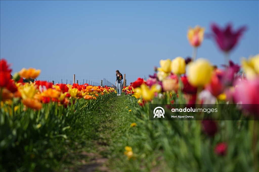 Plantaža tulipana u Kanadi