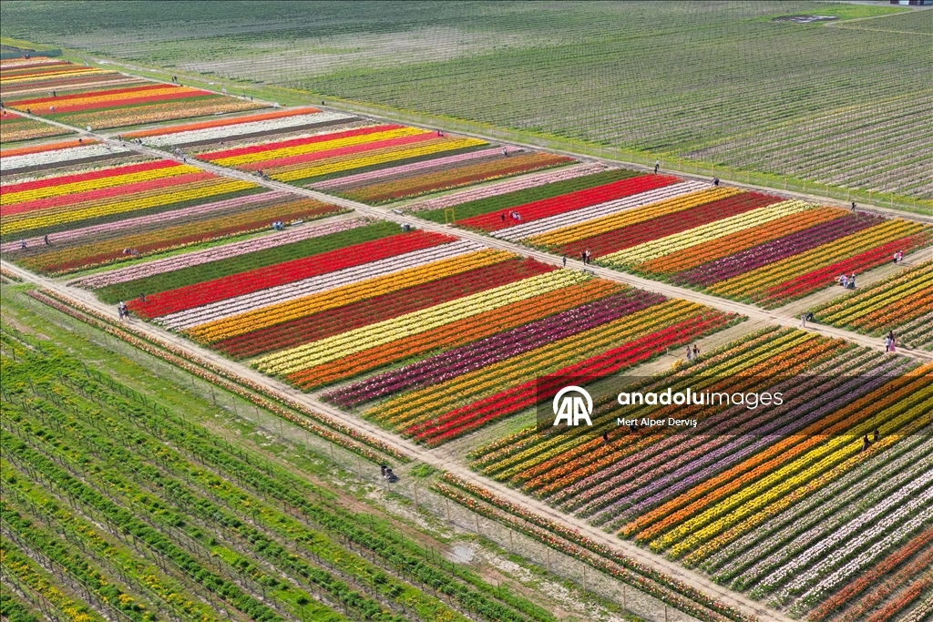 Plantaža tulipana u Kanadi