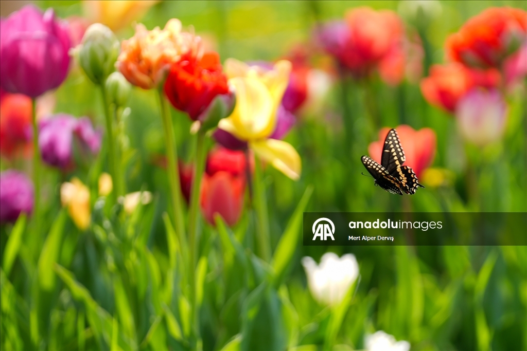 Plantaža tulipana u Kanadi