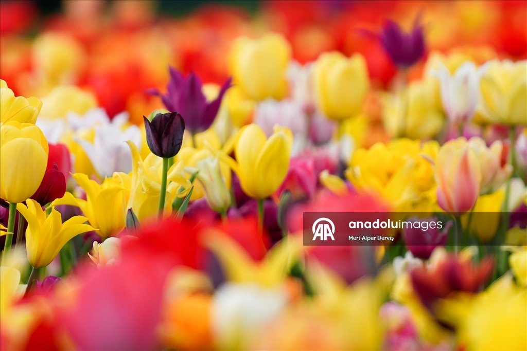 Plantaža tulipana u Kanadi