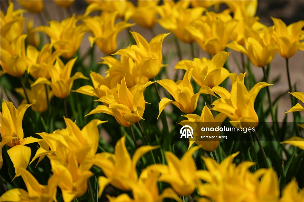 Plantaža tulipana u Kanadi