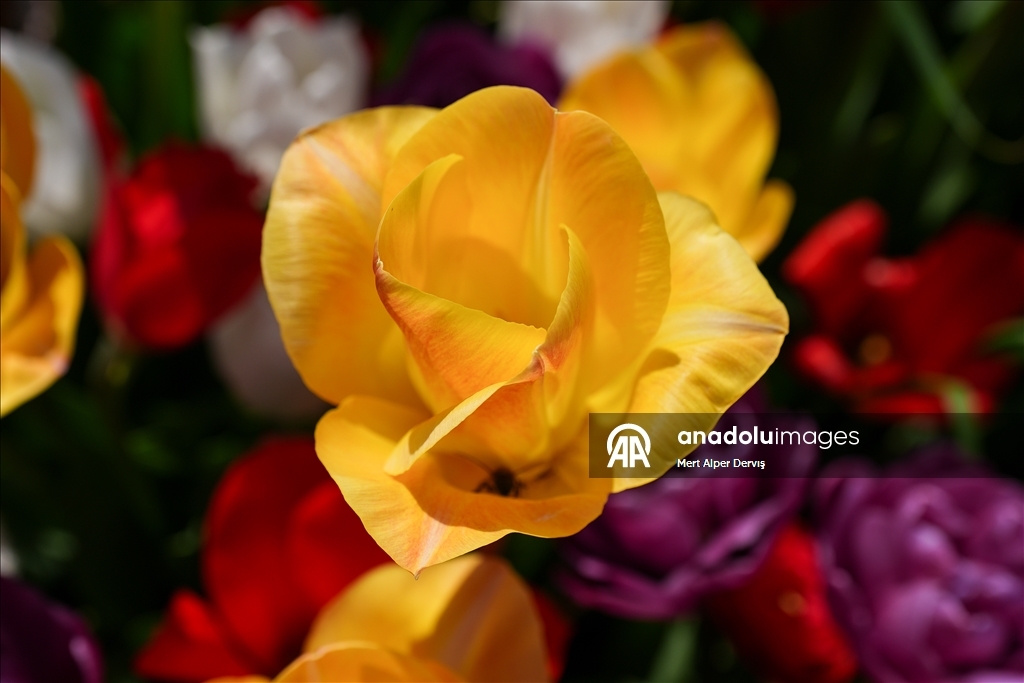 Plantaža tulipana u Kanadi