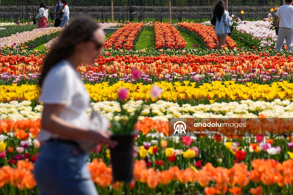 Plantaža tulipana u Kanadi