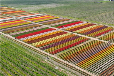 Plantaža tulipana u Kanadi, proljetni  spektakl očarava ljubitelje cvijeća i fotografije