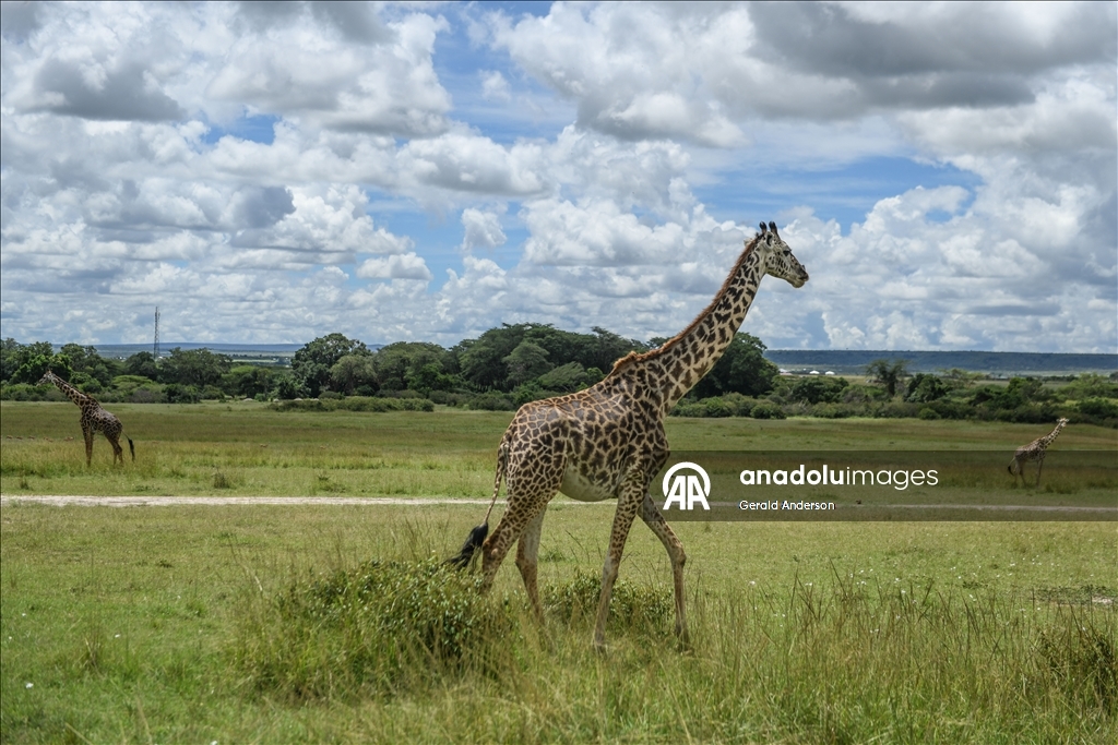 Kenya'daki Maasai Mara doğal yaşam alanı