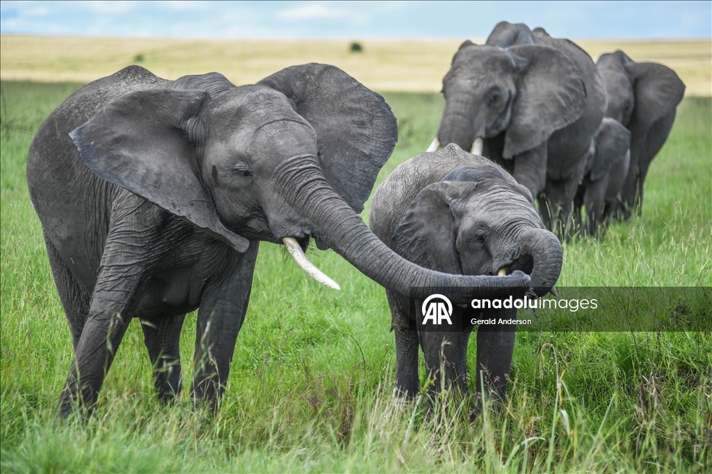 Kenya'daki Maasai Mara doğal yaşam alanı