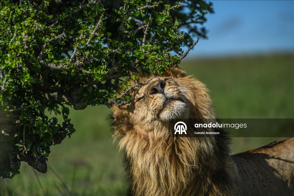 Kenya'daki Maasai Mara doğal yaşam alanı