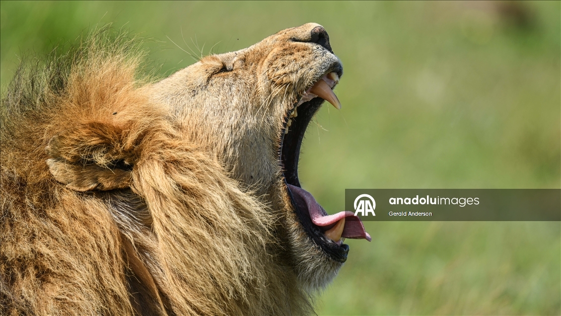 Kenya'daki Maasai Mara doğal yaşam alanı