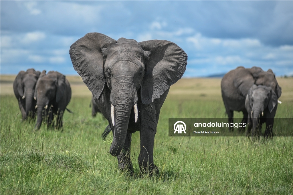 Kenya'daki Maasai Mara doğal yaşam alanı