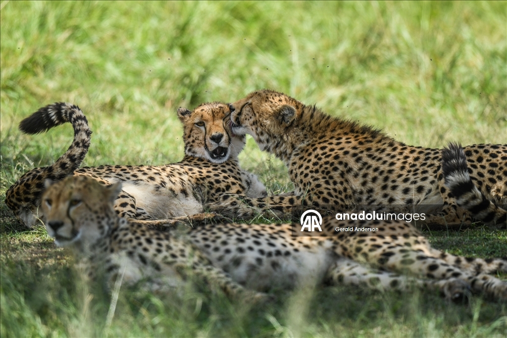 Kenya'daki Maasai Mara doğal yaşam alanı