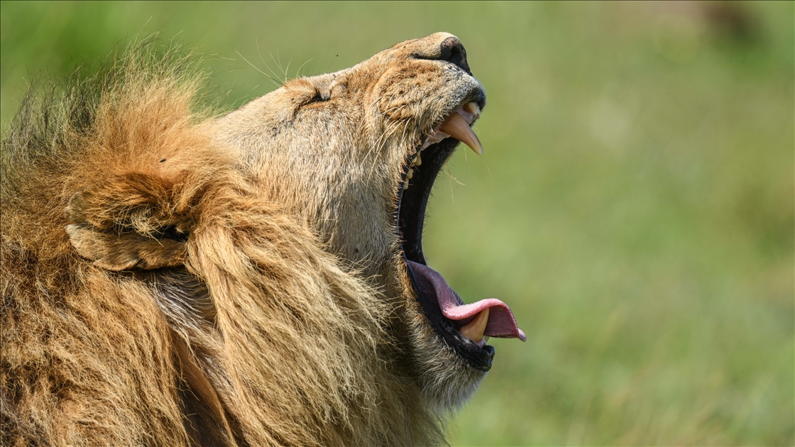 Kenya'daki Maasai Mara doğal yaşam alanı