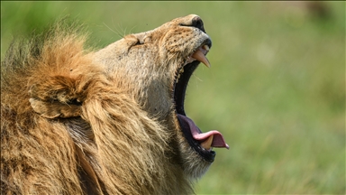 Kenya'daki Maasai Mara doğal yaşam alanı